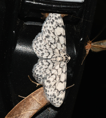 Hymenomima camerata