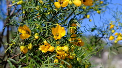 Senna glutinosa