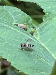 Meliscaeva cinctella