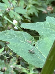 Meliscaeva cinctella
