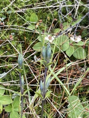 Gentiana glauca