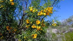 Senna glutinosa