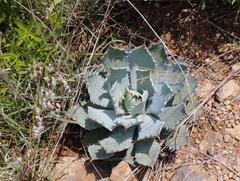 Agave guadalajarana
