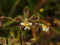 Encyclia granitica