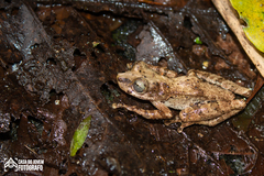 Scinax albicans