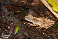 Scinax albicans