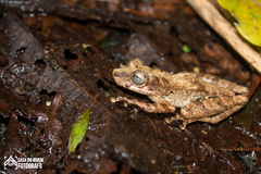 Scinax albicans