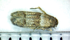 Blastobasis pulchella