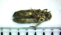 Blastobasis pulchella