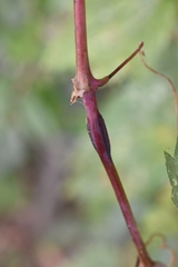 Ampeloglypter sesostris