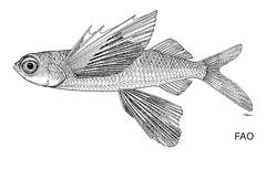 Gyre Flyingfish photo 3