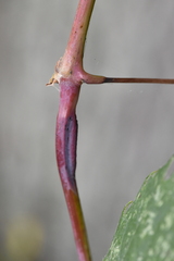 Ampeloglypter sesostris