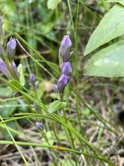 Gentianella propinqua