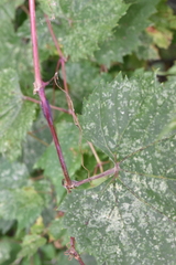 Ampeloglypter sesostris