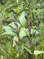 Gentianella propinqua