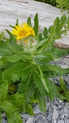 Senecio pseudoarnica