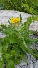 Senecio pseudoarnica