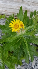 Senecio pseudoarnica