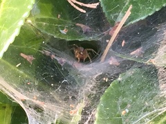 Agelenidae