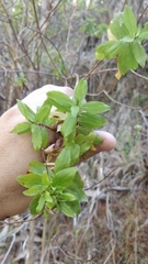 Hypericum glandulosum