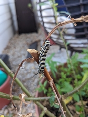 Danaus plexippus
