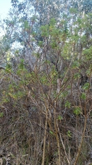 Hypericum glandulosum