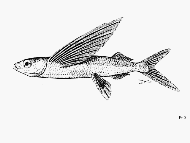Bladewing Flyingfish