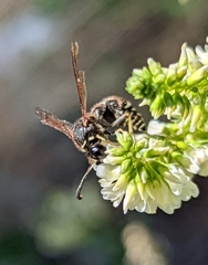 Eumenes crucifera