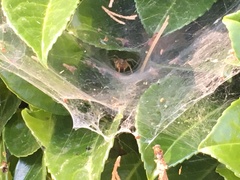 Agelenidae