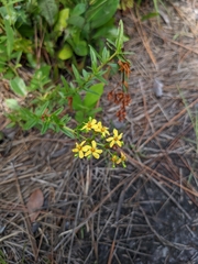 Hypericum cistifolium