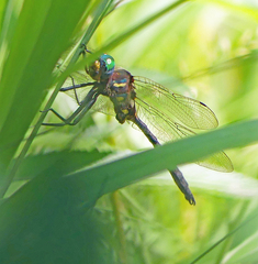 Somatochlora ensigera