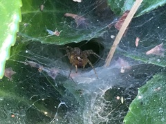 Agelenidae