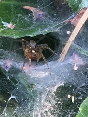 Agelenidae