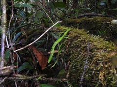 Lellingeria suspensa