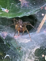 Agelenidae