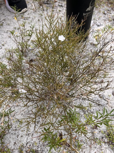 Evolvulus squamosus