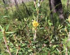 Pultenaea rariflora