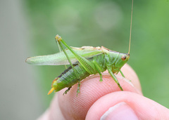 Orchelimum gladiator