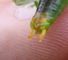 Orchelimum gladiator