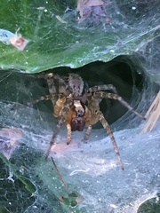 Agelenidae