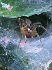 Agelenidae