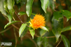 Stifftia chrysantha