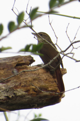 Syndactyla rufosuperciliata
