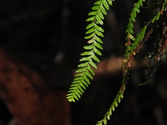Lellingeria suspensa