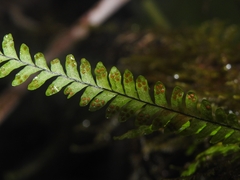 Lellingeria suspensa