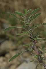Amaranthus