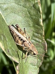 Melanoplus oregonensis