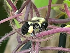 Bombus impatiens