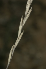 Elymus pungens