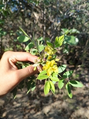 Senna villosa